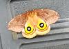 Click image for larger version. 

Name:	Moth with Eyes.jpg 
Views:	15 
Size:	275.5 KB 
ID:	36791
