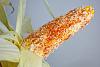 Click image for larger version. 

Name:	Mexican-Corn-on-the-Cob-Elote-3-500.jpg 
Views:	24 
Size:	31.4 KB 
ID:	36714