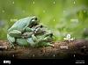 Click image for larger version. 

Name:	close-up-of-frogs-mating-on-branch-WEPX49.jpg 
Views:	10 
Size:	136.0 KB 
ID:	38949